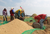 Harga beras di Manggarai Barat naik, namun produksi padi petani di 4 kecamatan seperti Lembor, Komodo, Welak dan Boleng berkurang. Foto ilustrasi aktivitas petani di Sawah.