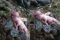 Seekor anak babi lahir mirip wajah manusia menggegerkan warga kampung Ndehek, Desa Sepang, Kecamatan Boleng, Kabupaten Manggarai Barat. Foto: Tajukflores.com