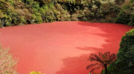 Danau Merah Rimba Candi terletak di perbatasan Kota Pagar Alam, Sumatera Selatan, dan Kabupaten Kaur, Provinsi Bengkulu. Foto: Bams
