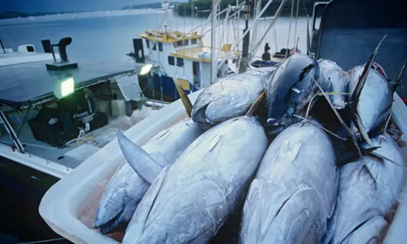 Ekspor Tuna Olahan Indonesia ke Jepang Bebas Tarif. Foto ilustrasi