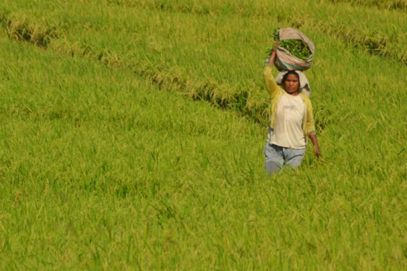 Petani di Manggarai Barat, NTT khawatir stok gabah menipis meski harga beras mengalami kenaikan. Foto petani di persawahan Lembor, Manggarai Barat (dok. Sun Spirit)
