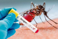 Data Dinkes Kabupaten Manggarai Barat, angka kasus demam berdarah dengue (DBD) dari Januari hingga November 2023, mencapai 316 kasus.  Foto: Ilustrasi
