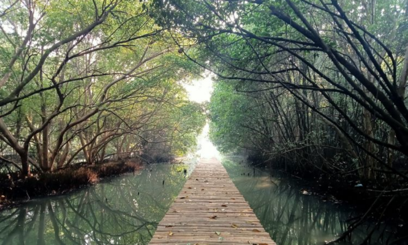 Taman Wisata Alam (TWA) Mangrove Angke Kapuk atau lebih dikenal dengan TWA Mangrove PIK (Pantai Indah Kapuk). Foto ilustrasi: Kompas.com