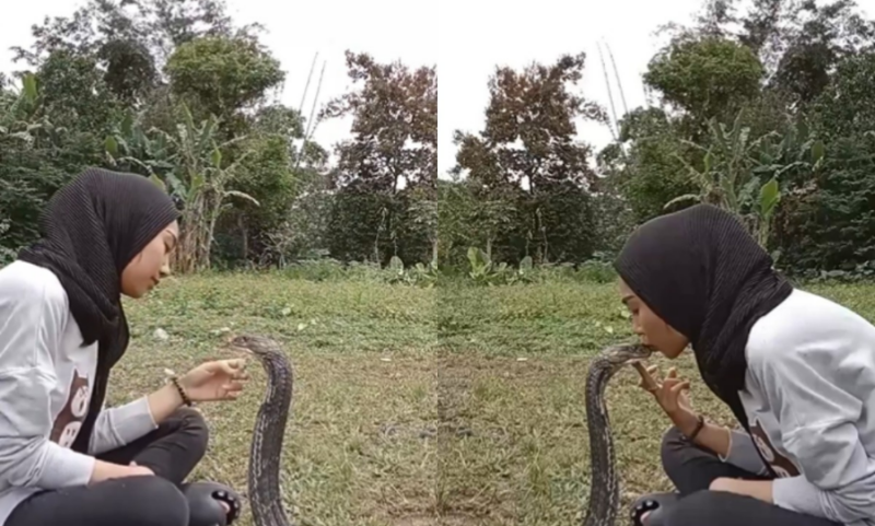 Tangkap layar Aulia Khairunnisa, seorang perempuan asal Bandung, Jawa Barat bermain dengan ular king cobra. Foto: Twitter/Tajukflores.com